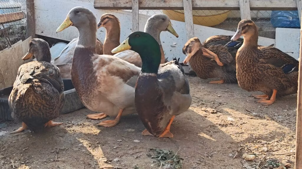सैक्सोनी
