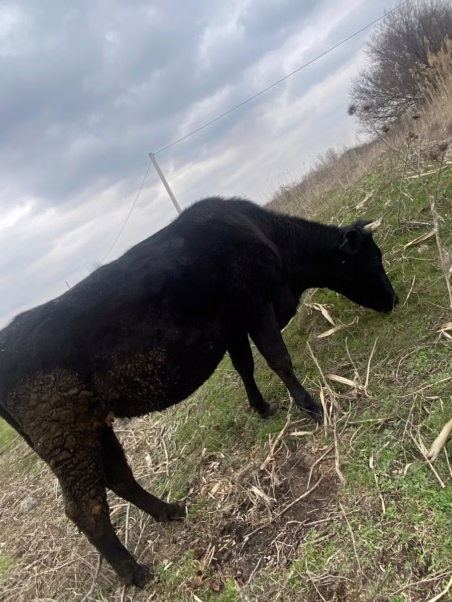 अलाताऊ नस्ल