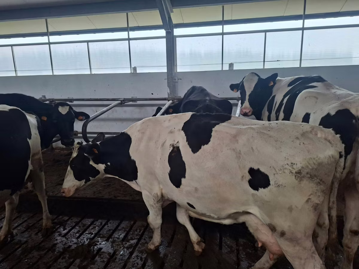 Holstein-Rasse