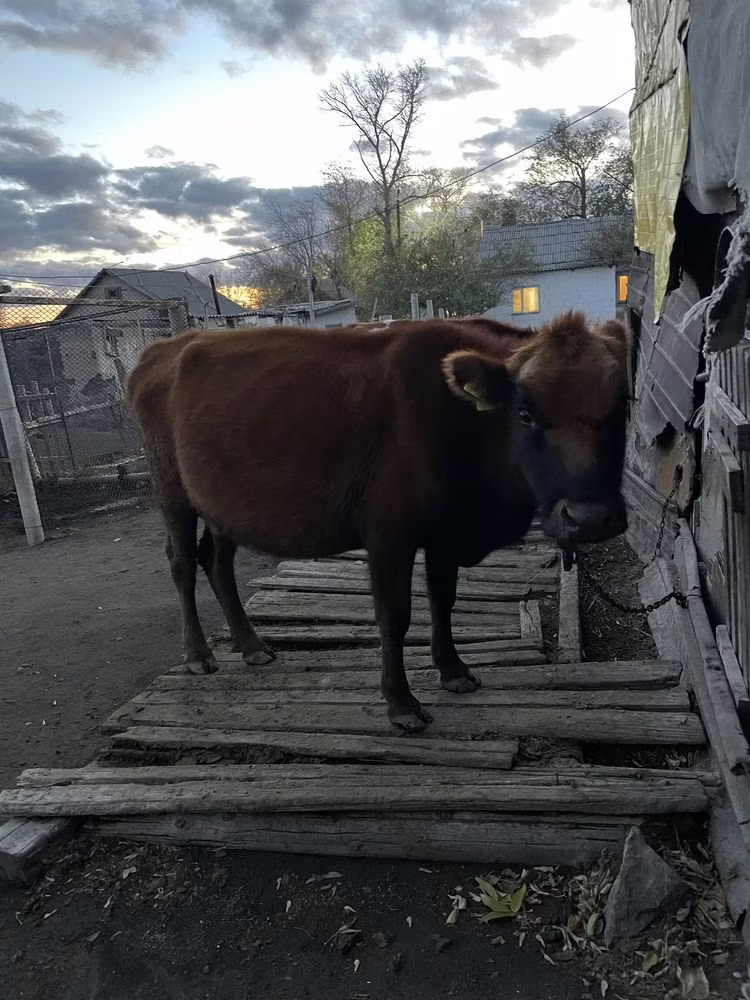 Kian cow