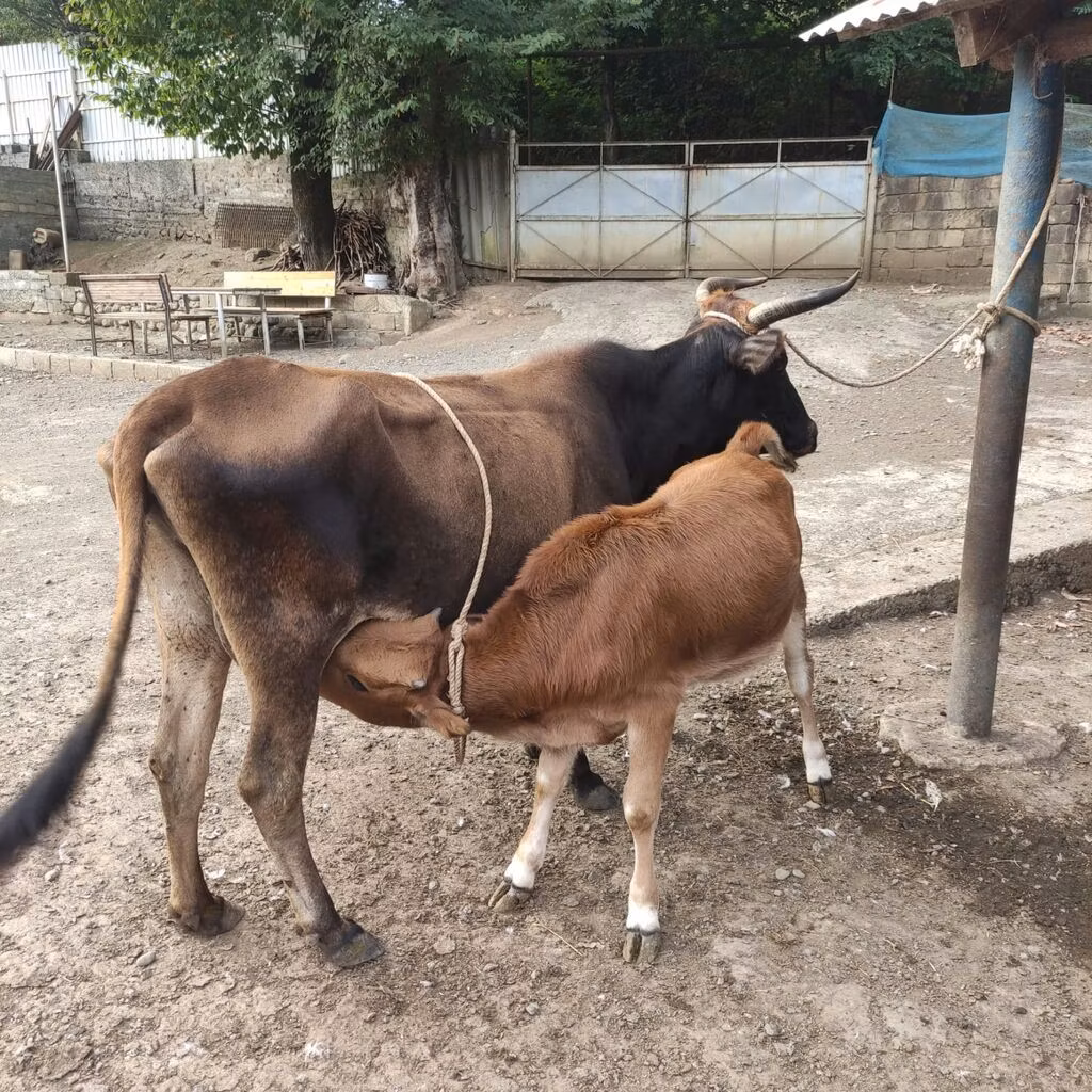 जंगली याक