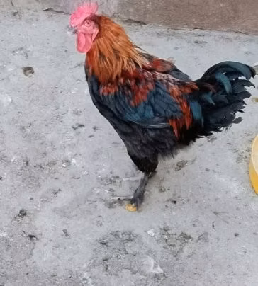 ماران