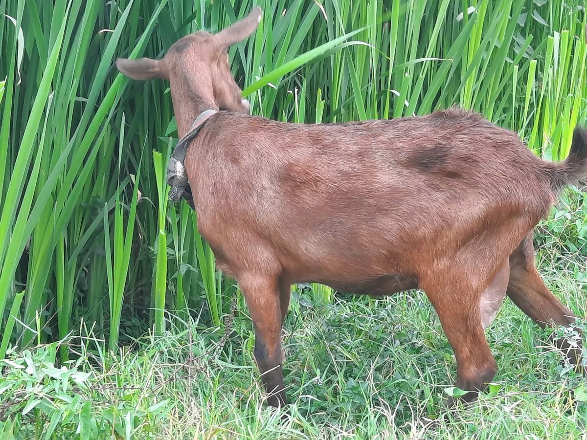 Murcia-Granada goats