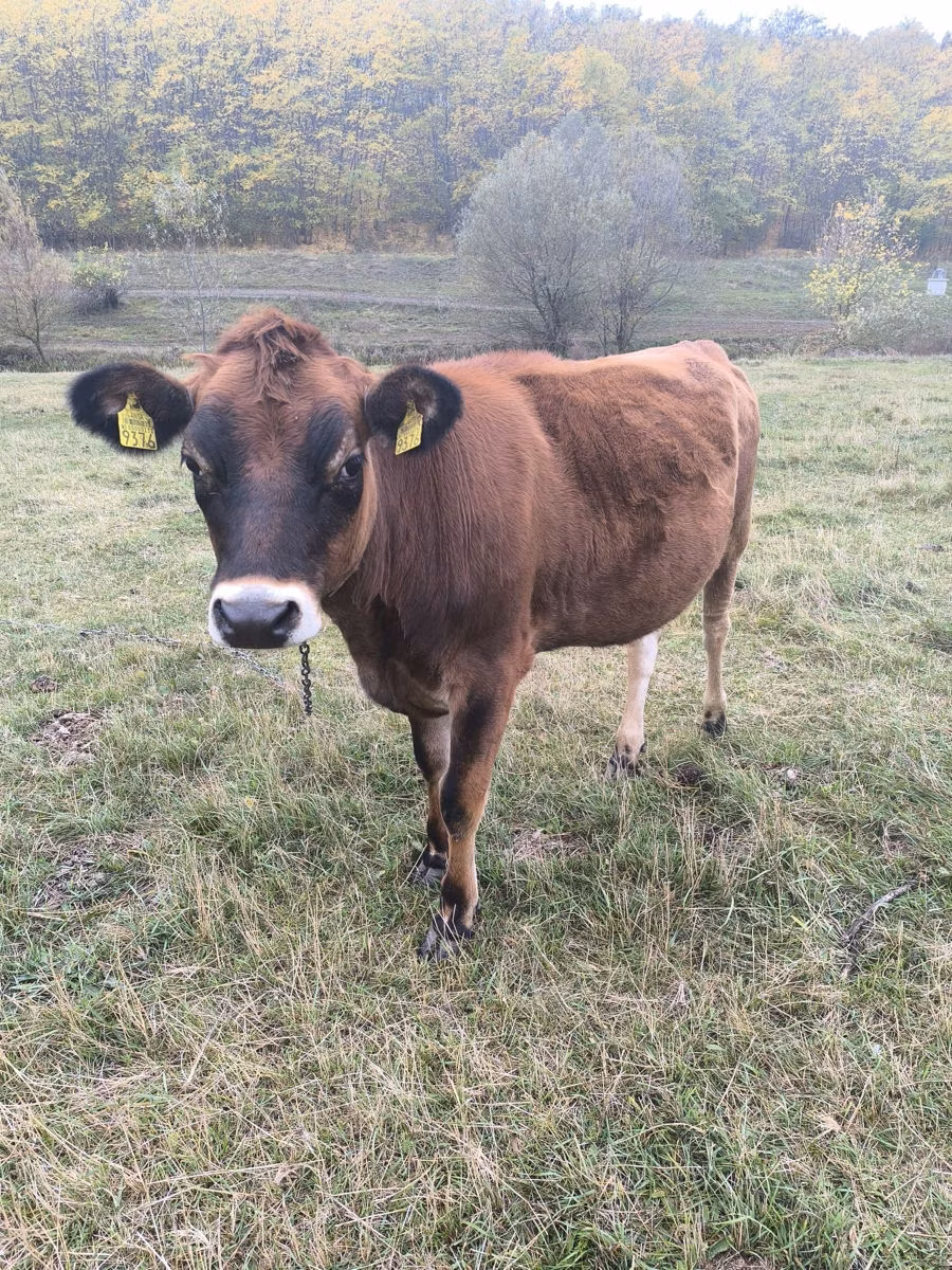 Jersey-Rasse