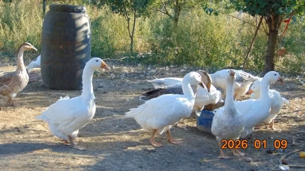 Американский буфф