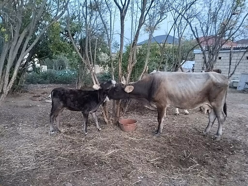 Red-spotted breed