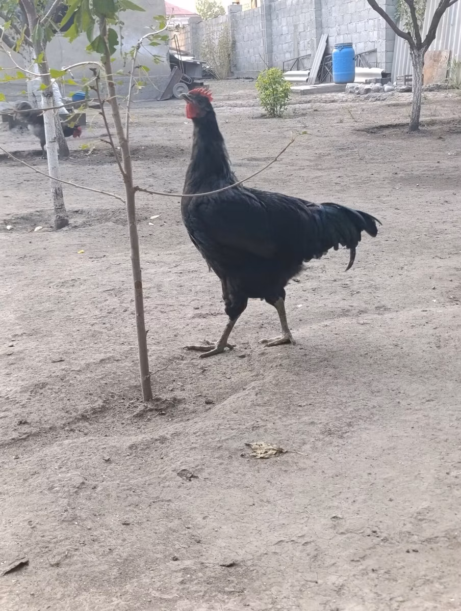 جيرسي جاينت