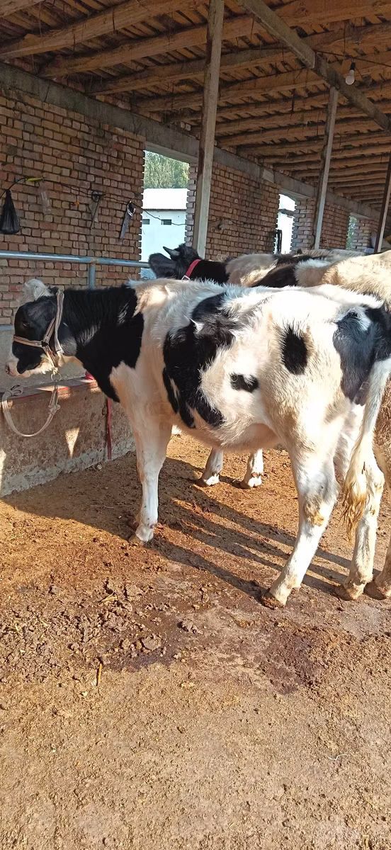 Russian Black pied cattle