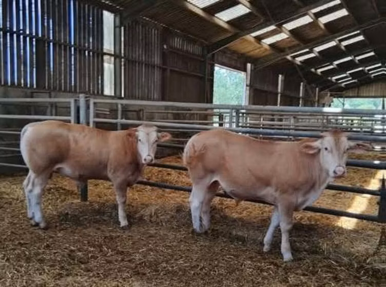 Blonde d’Aquitane cattle