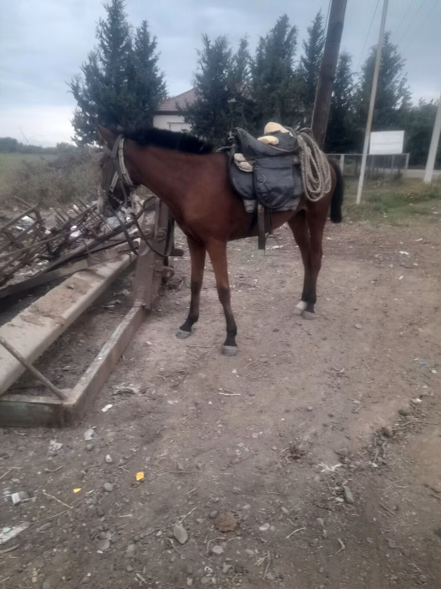 Karabakh horse