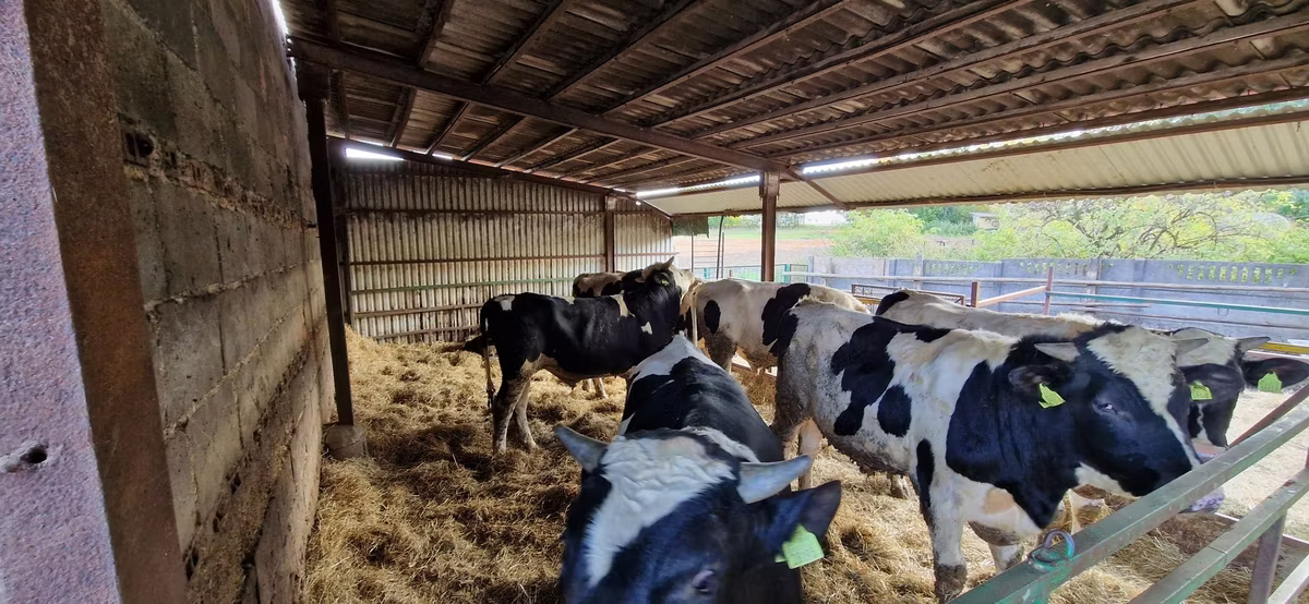Holstein breed