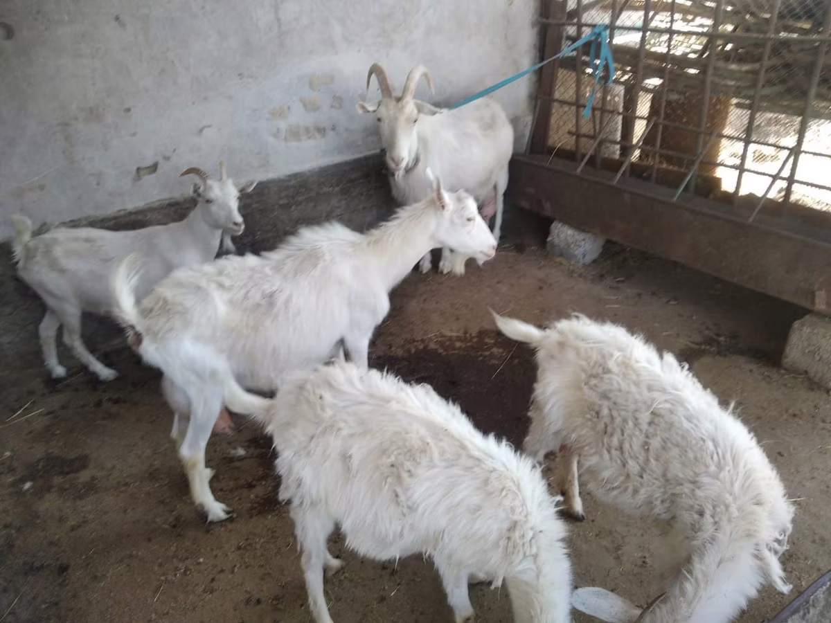 Russian White goat