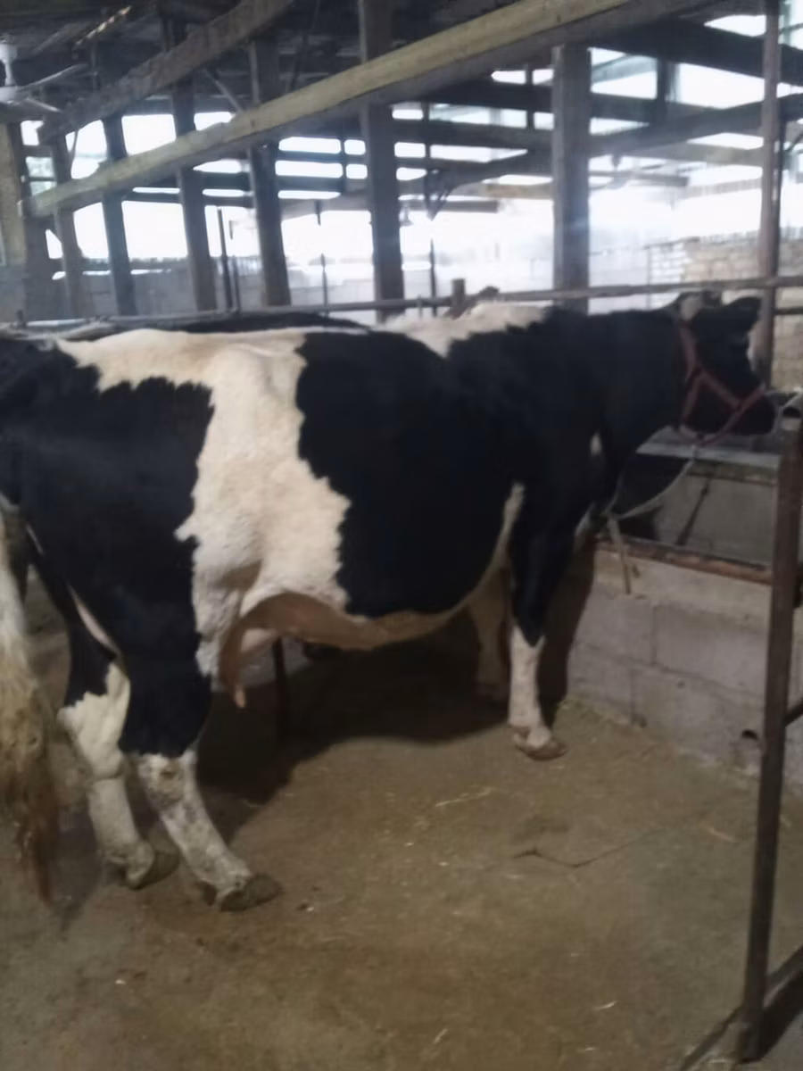 Holstein-Rasse