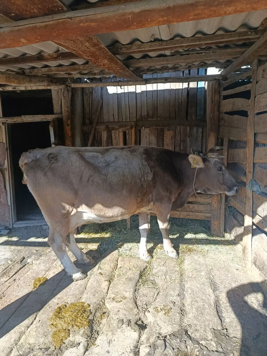 Simmental cattle