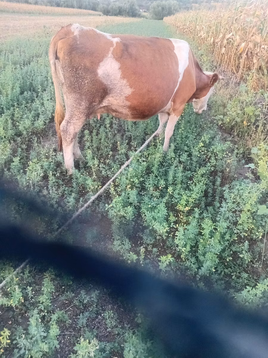 कास्ता गाय