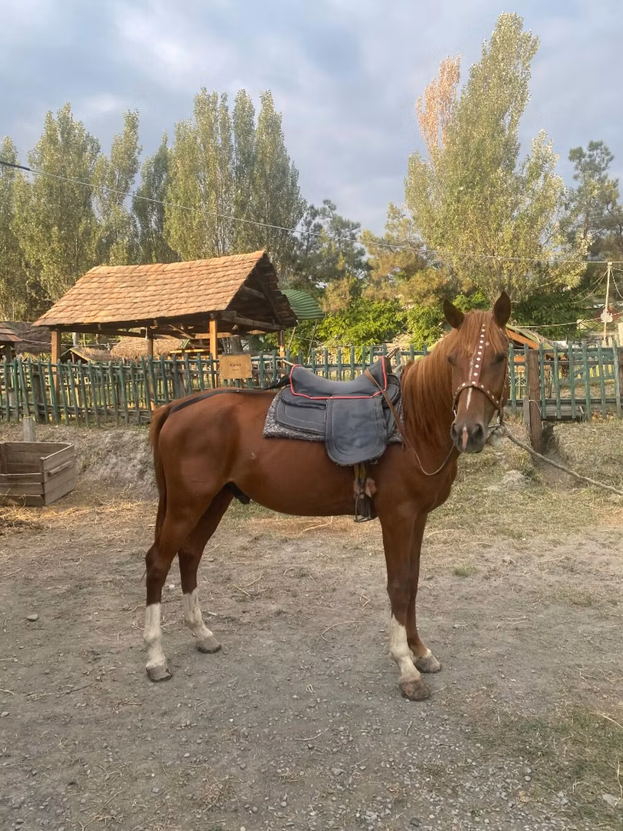 Karabakh horse