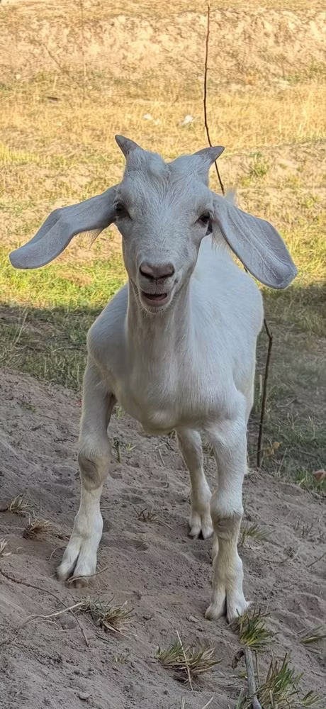 Russian White goat