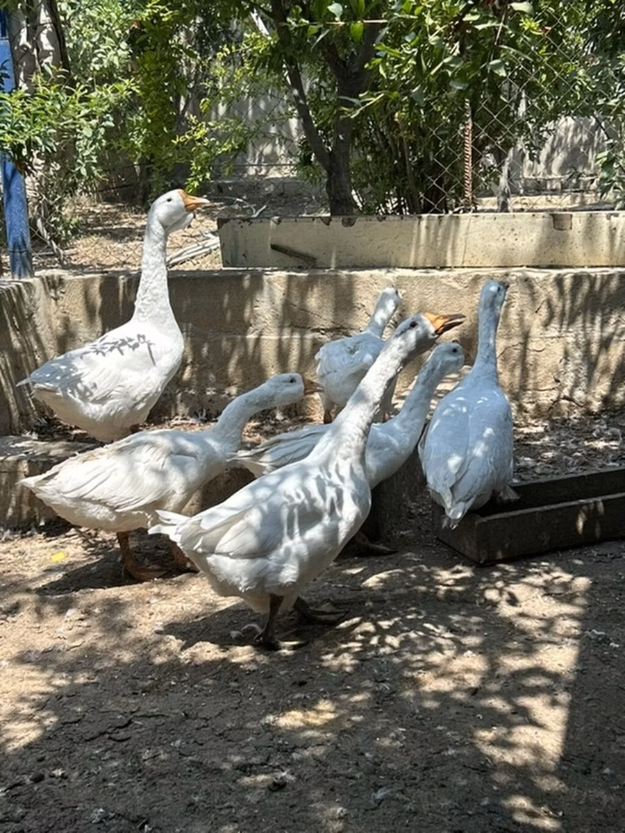 Кубанская