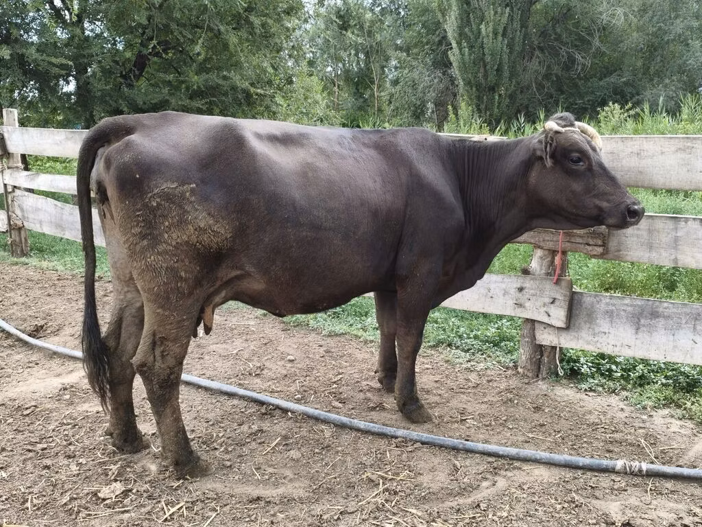 Rasa Alatau
