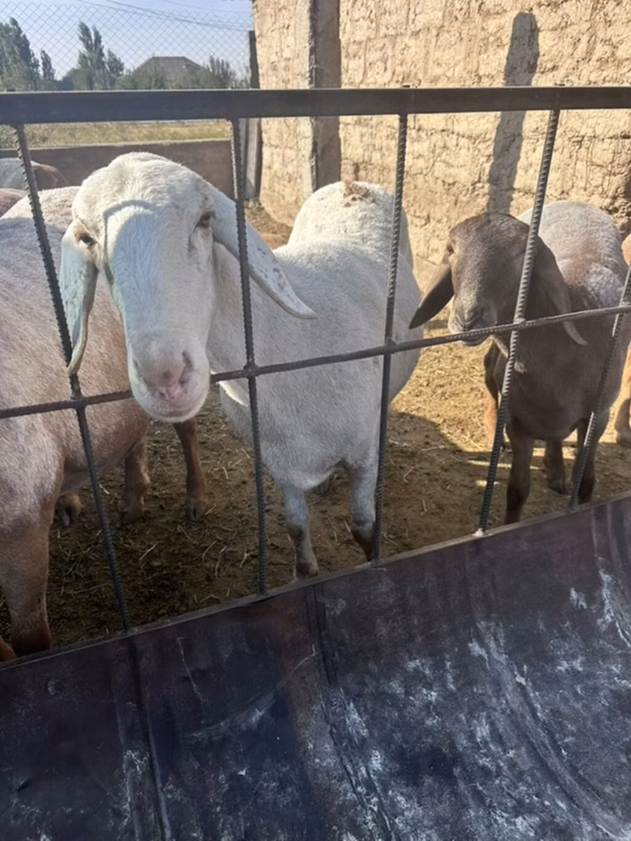 Dorper sheep