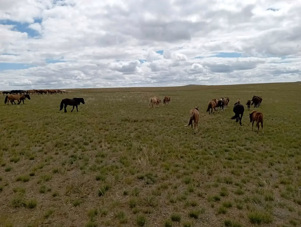 Mongolian horse