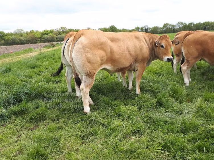 Cast cow