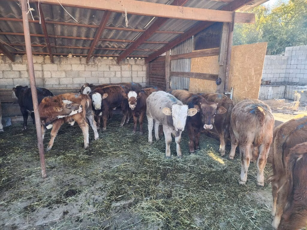 Simmental cattle