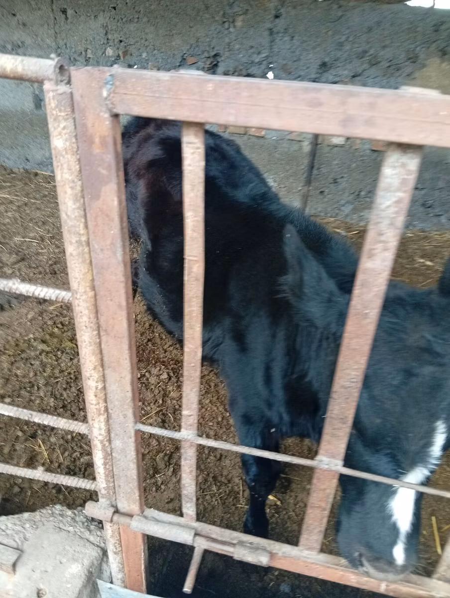 Swiss cattle