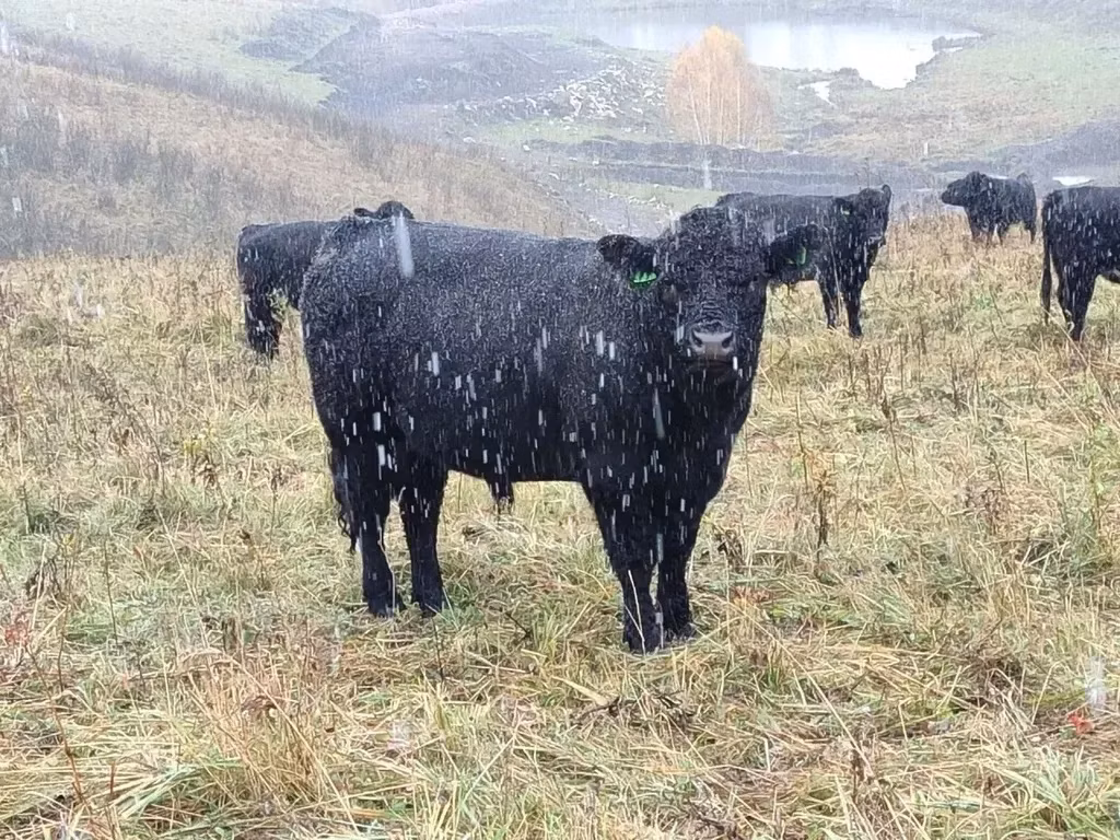 Galloway cow