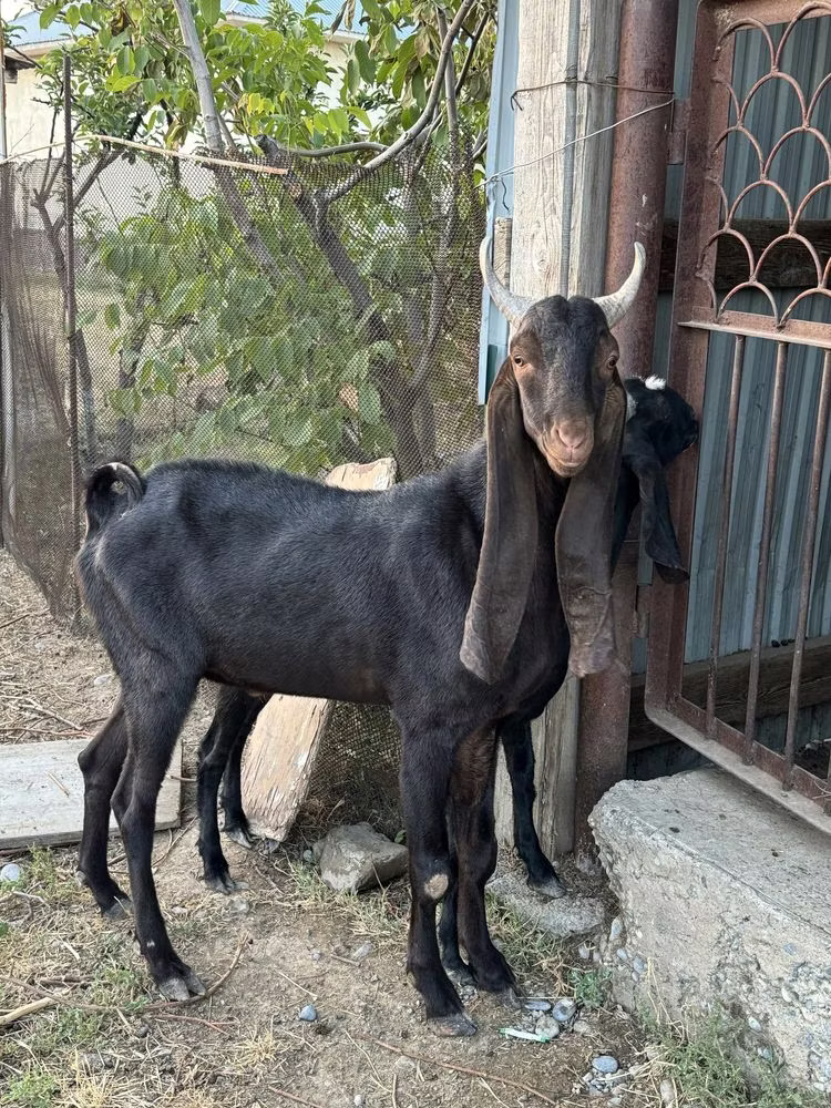 Kamori goats