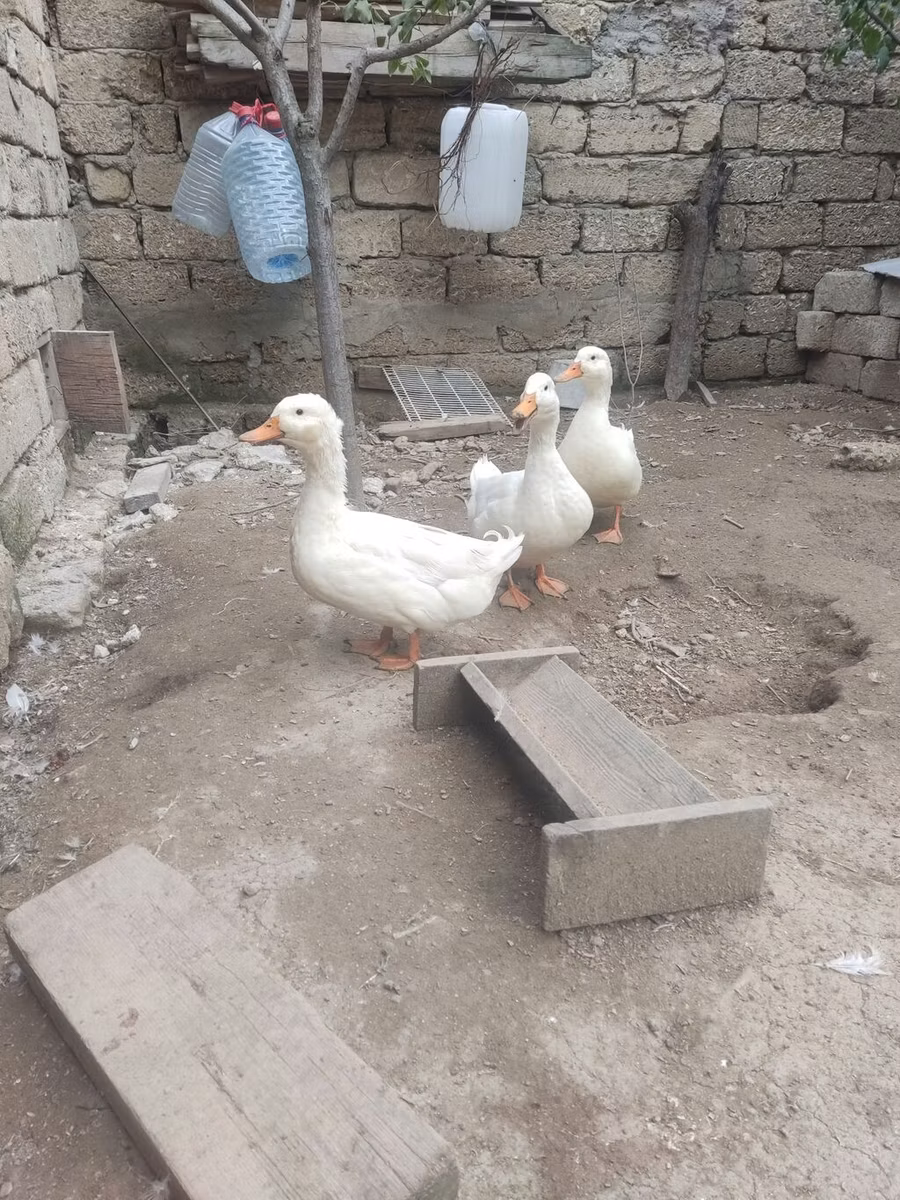 بكين ألماني