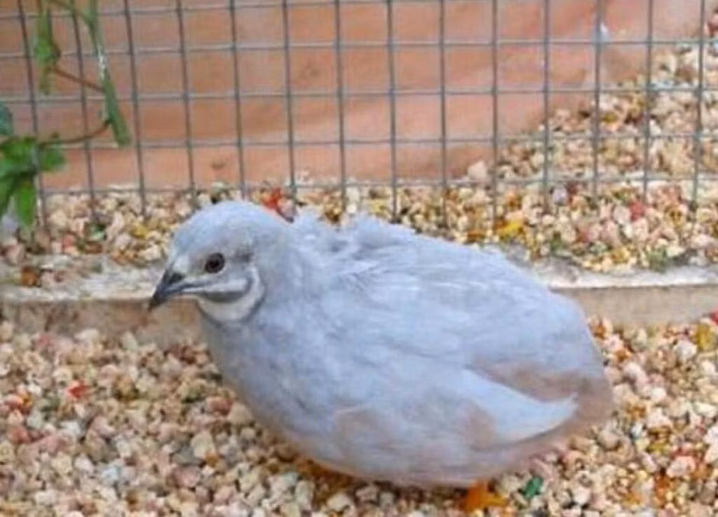 Расписной (китайский)