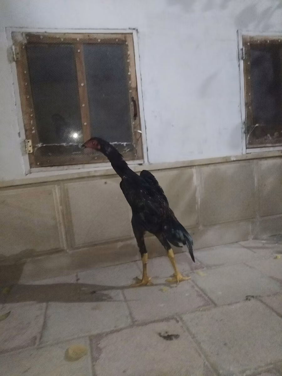 دجاج شمو