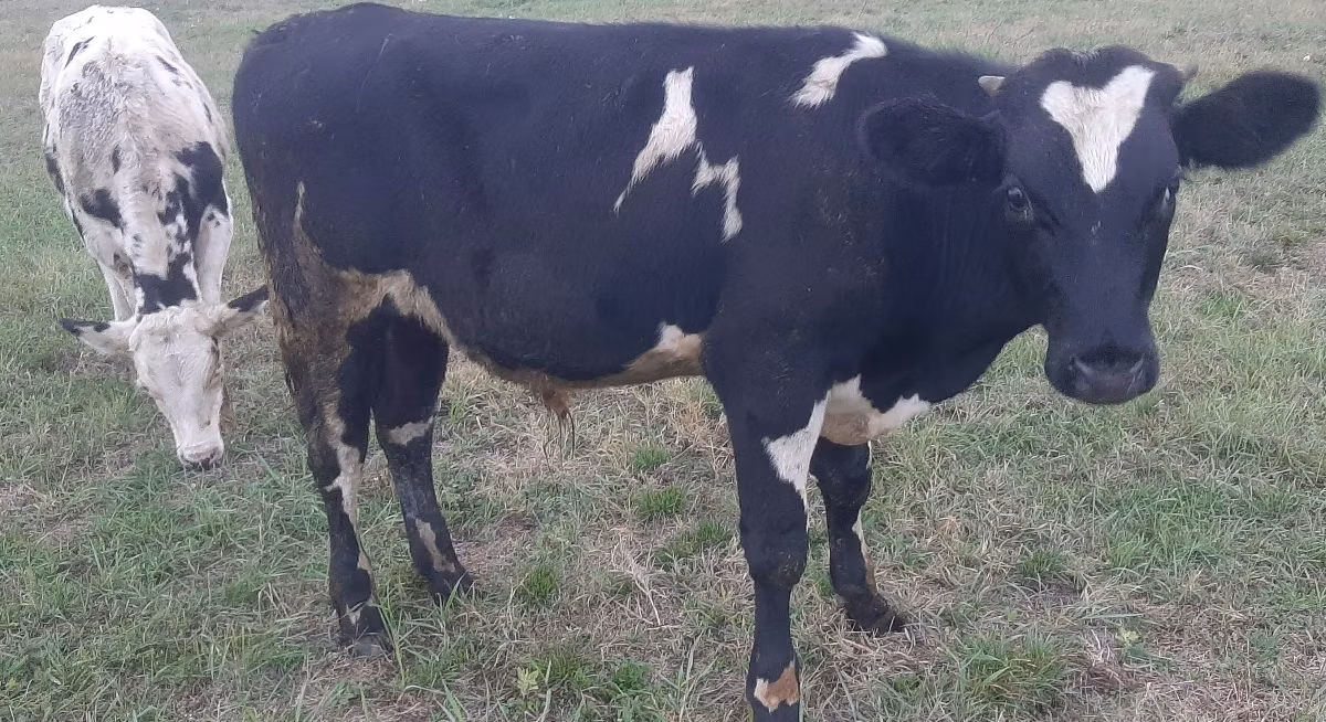 Holstein-Rasse