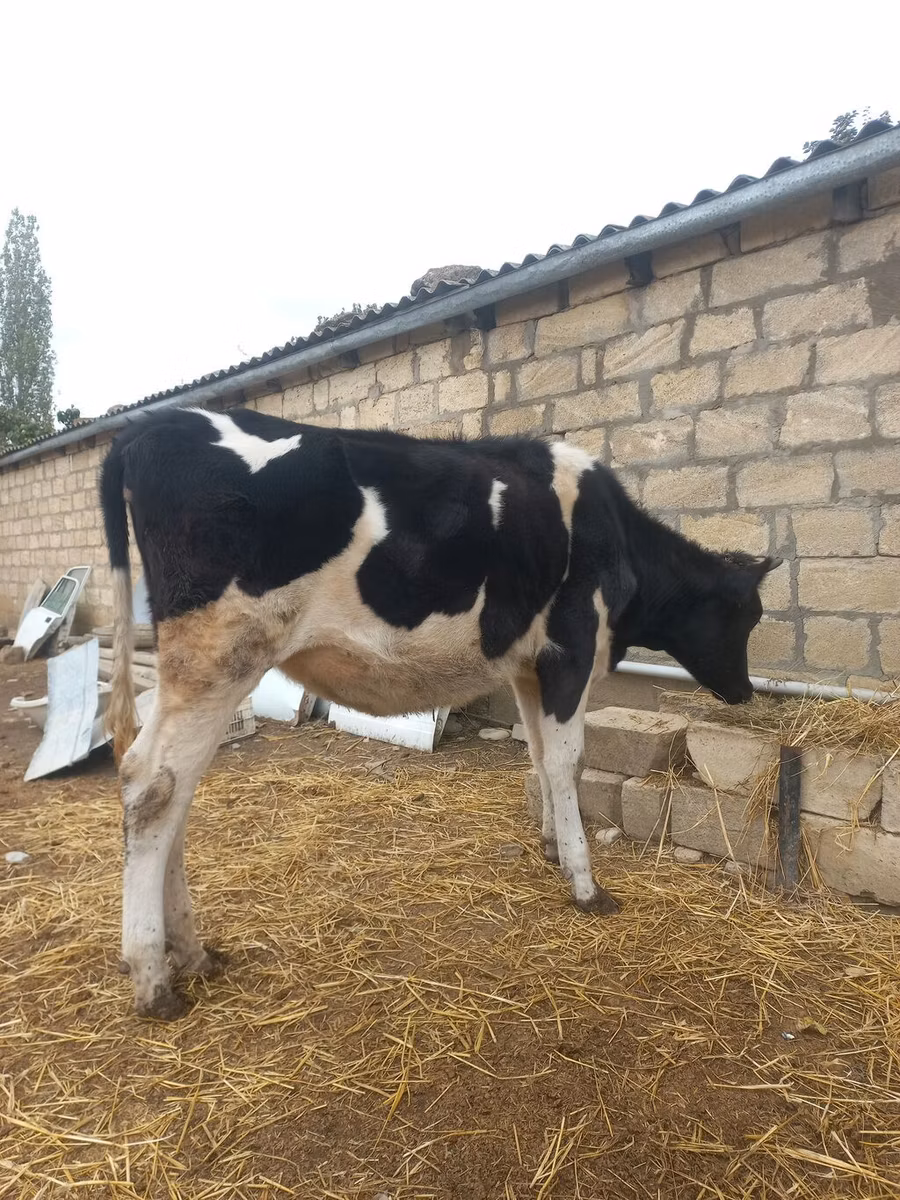 Russian Black pied cattle