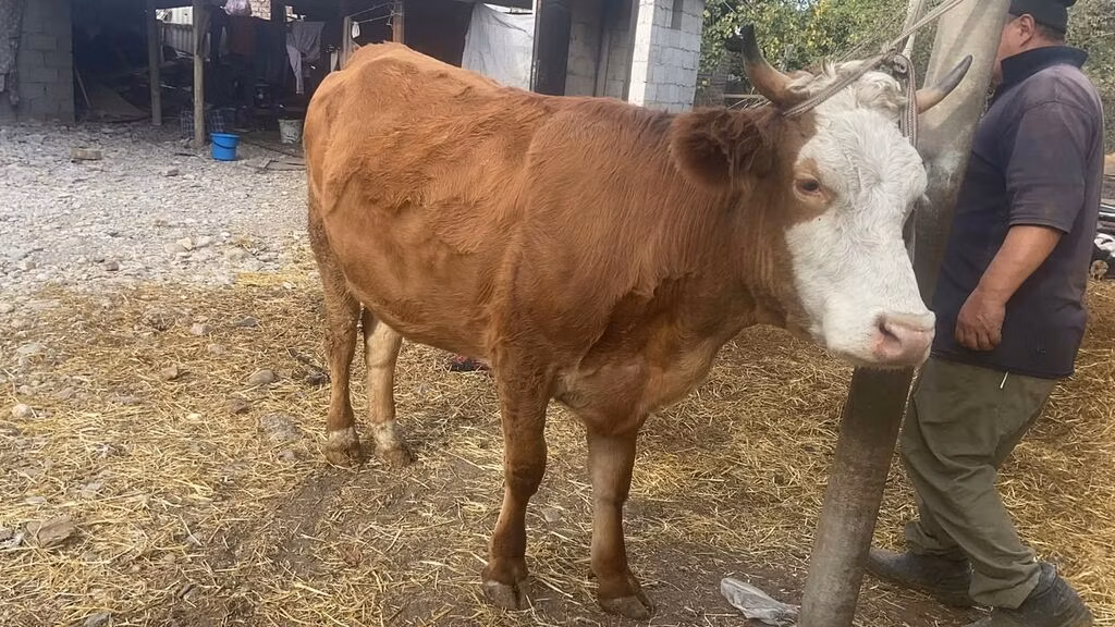 Swiss cattle