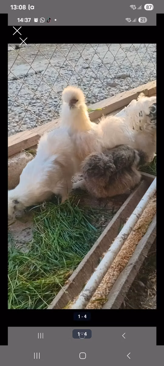 Seidenhuhn