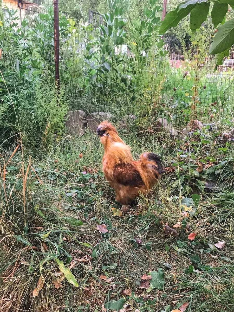 Тайский Гейм