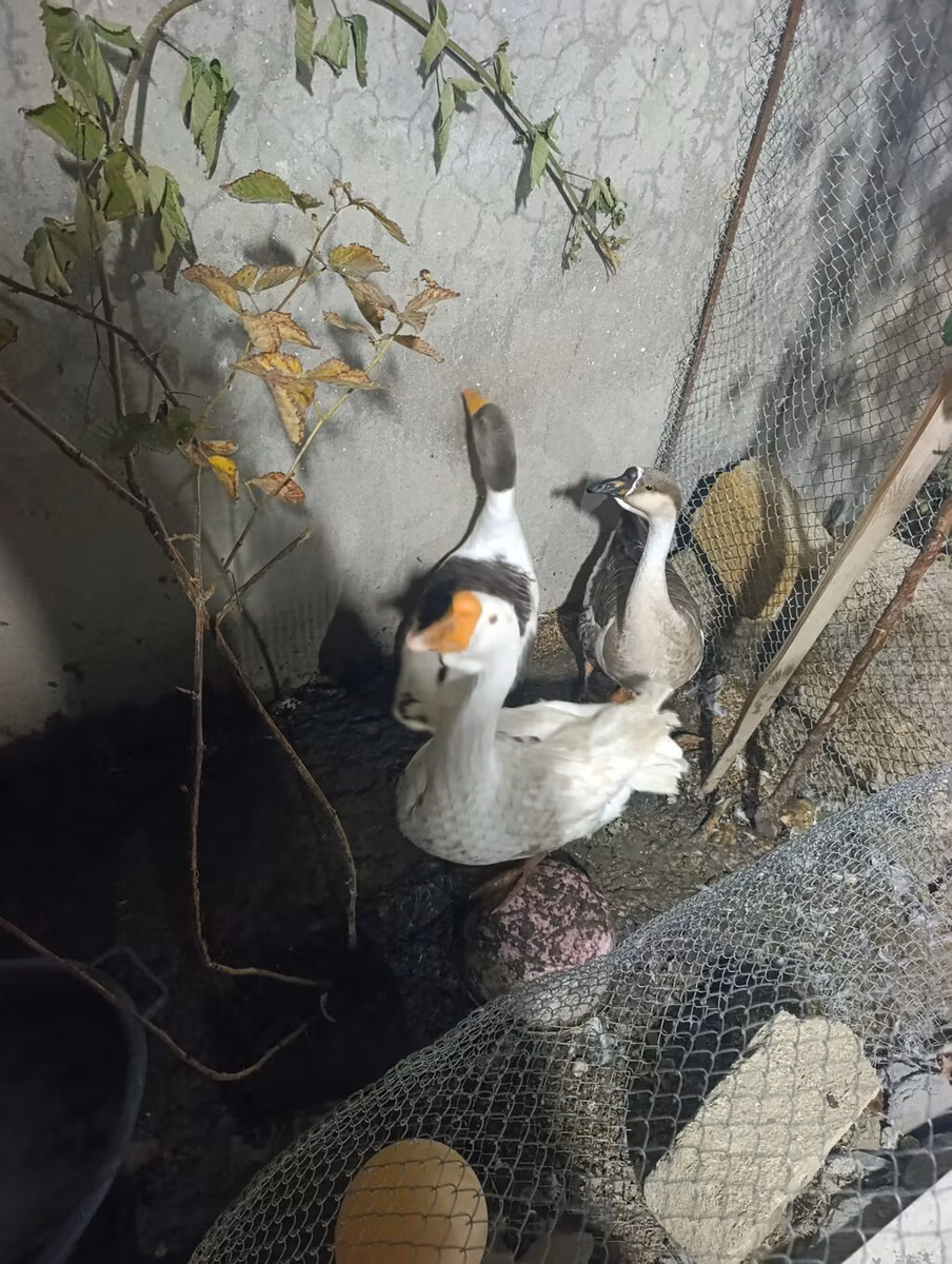 Китайский гусь