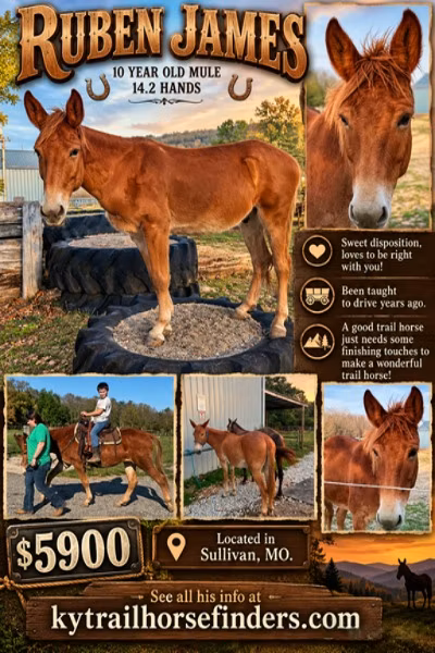 Mule