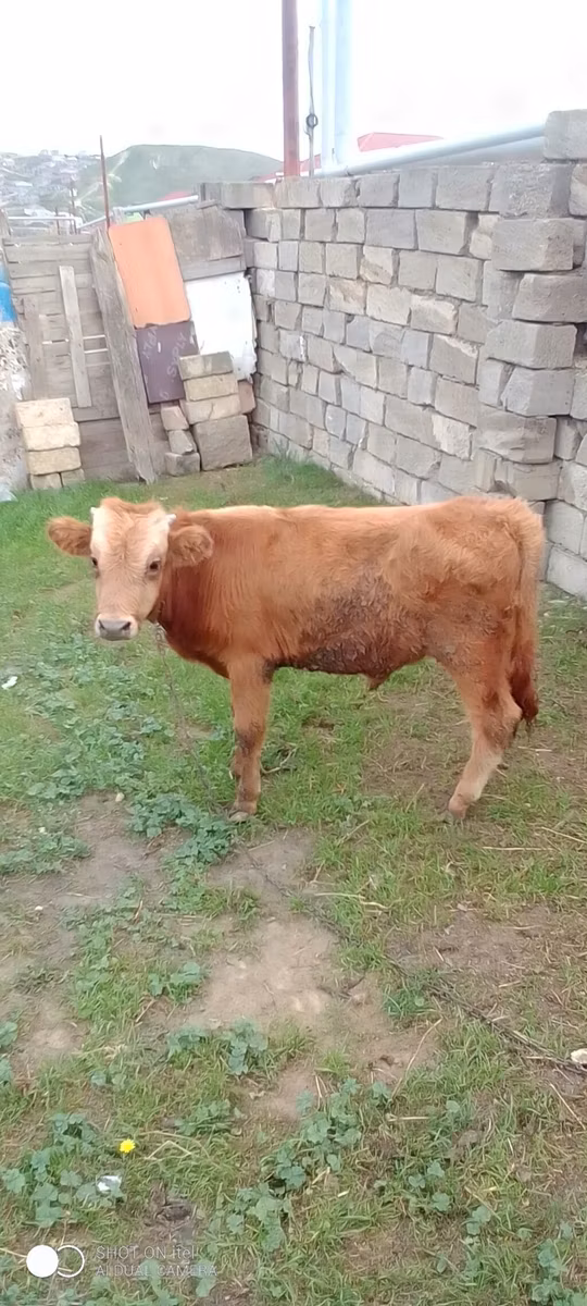 Simmental cattle