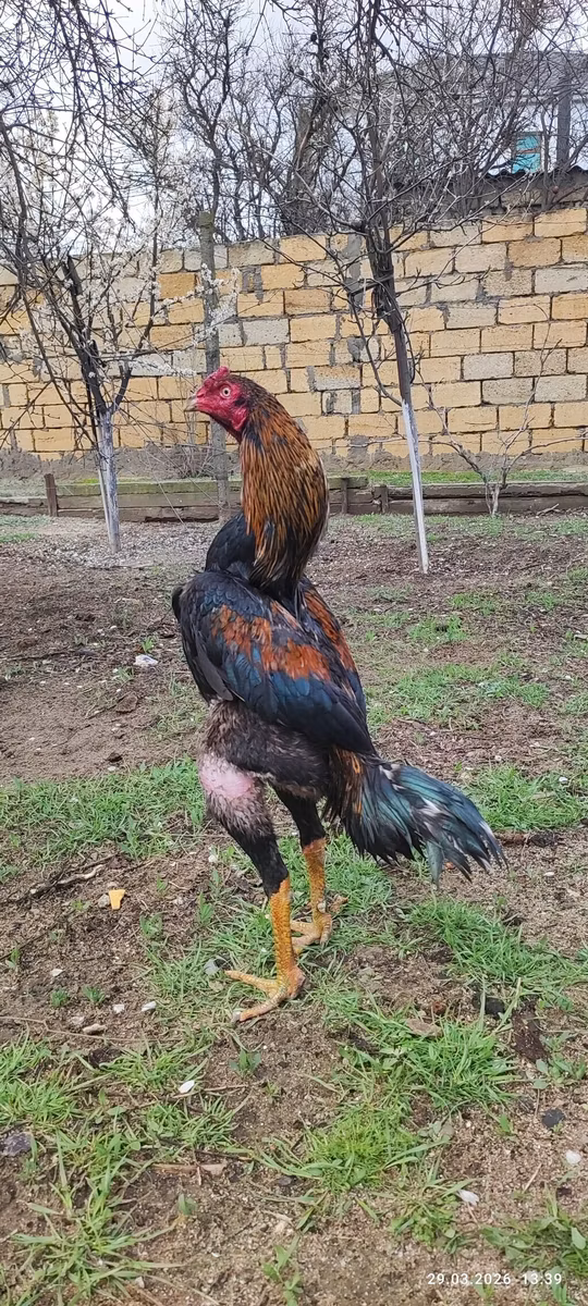 مالاي غيم