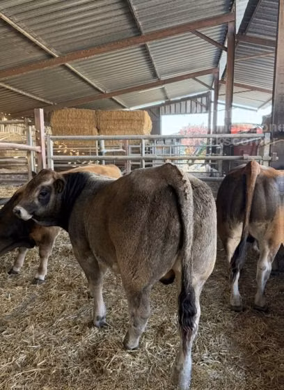 Partenaise cattle