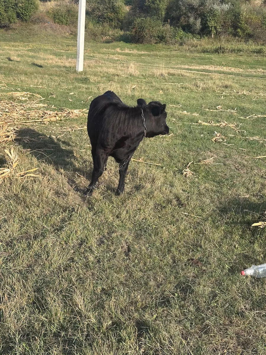 कास्ता गाय