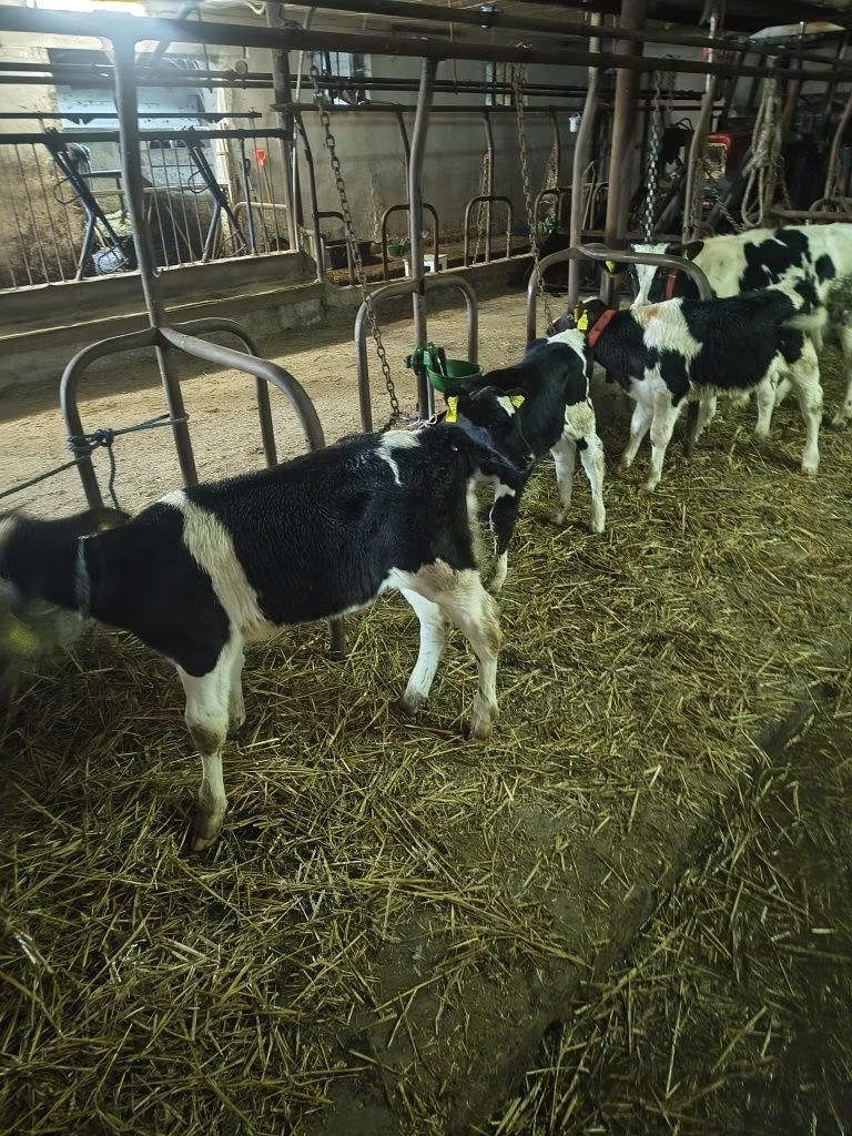 Holstein-Rasse