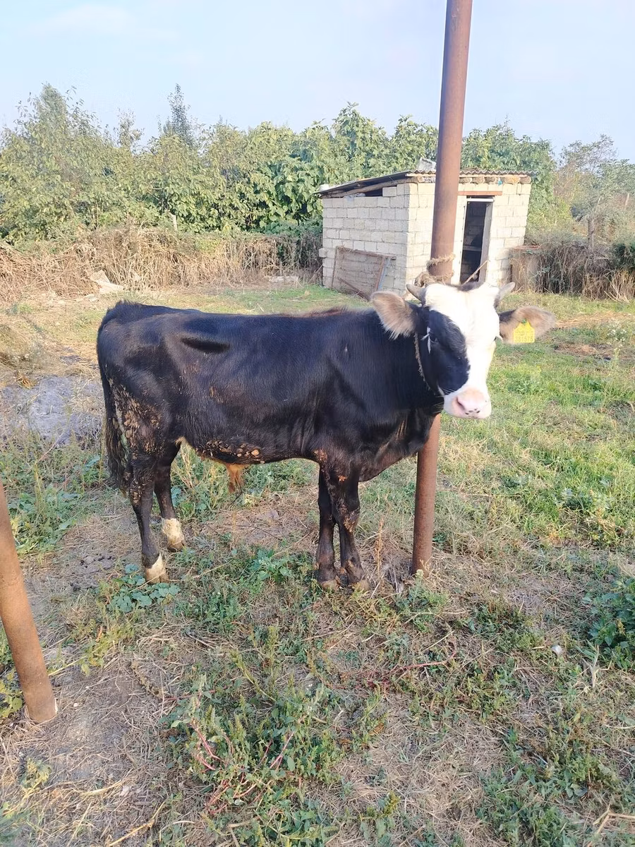 Red-spotted breed