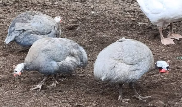 薰衣草