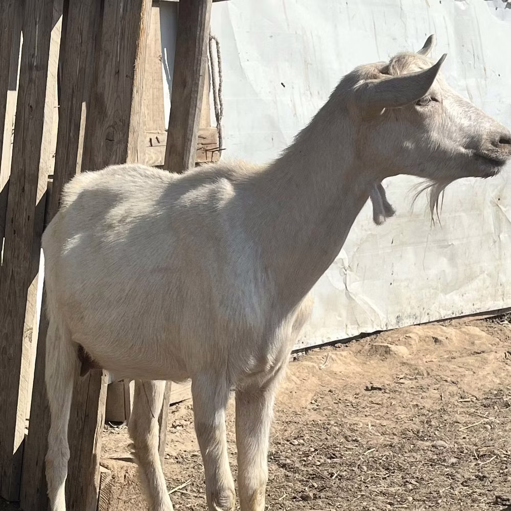 LaMancha goats