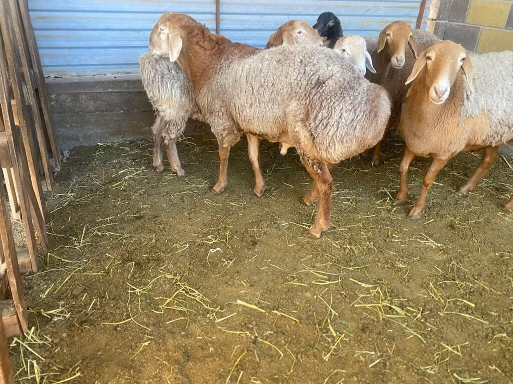 Rhon sheep