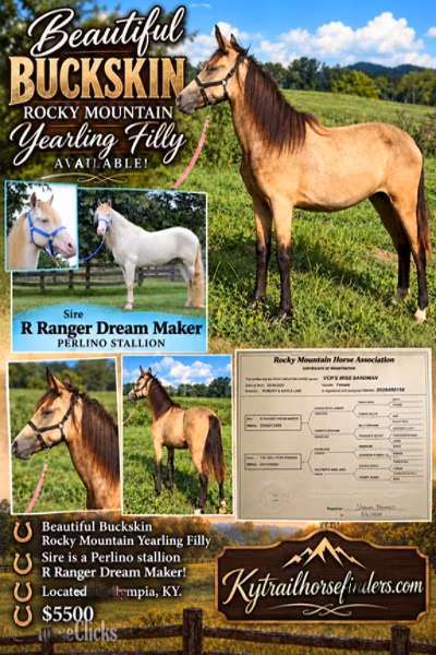 Rocky Mountain Horse